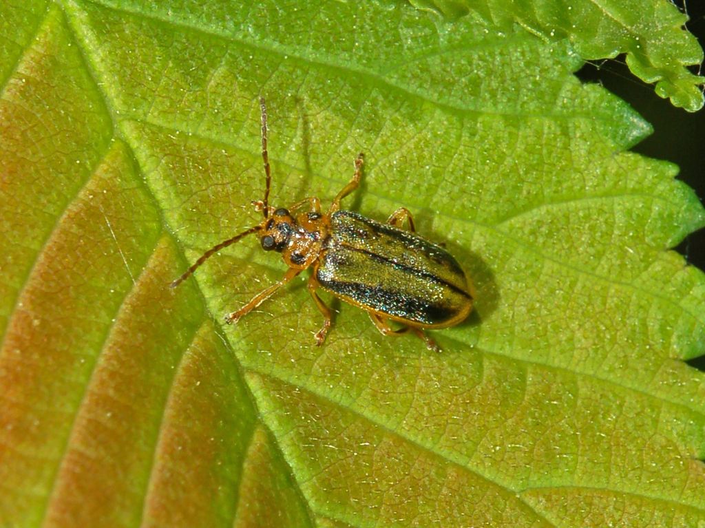 Un bel crisomelide: Xanthogaleruca luteola